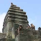 Affenfelsen - Angkor Wat